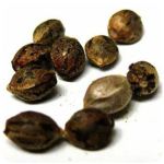 Семена марихуаны АК-47  (Seeds AK-47) в Жиздре